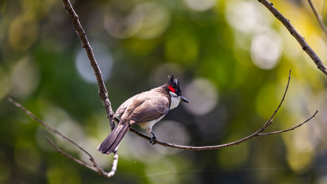 Fauna aviar en libertad en los parques nacionales de Nepal