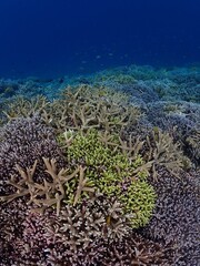 coral reef © 真美子 上村