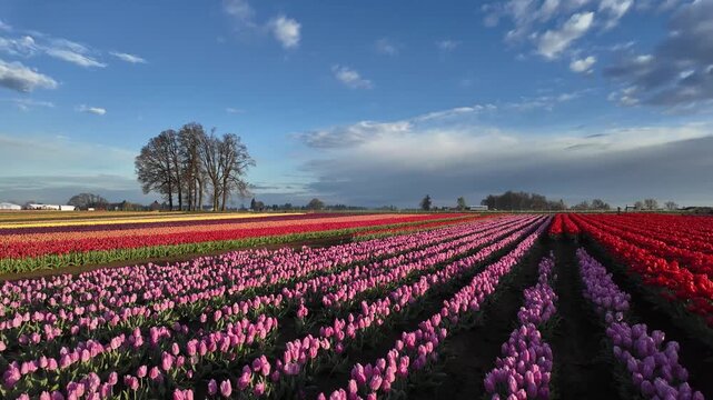 4K stabilized ground footage of colorful tulip fields during spring festival near Woodburn Oregon USA showing vibrant rows and scenic farmland landscape in natural light