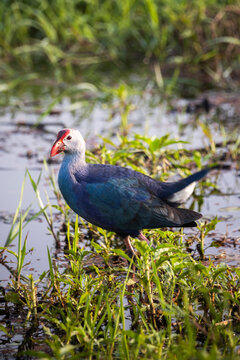 Fauna aviar en libertad en los parques nacionales de Nepal