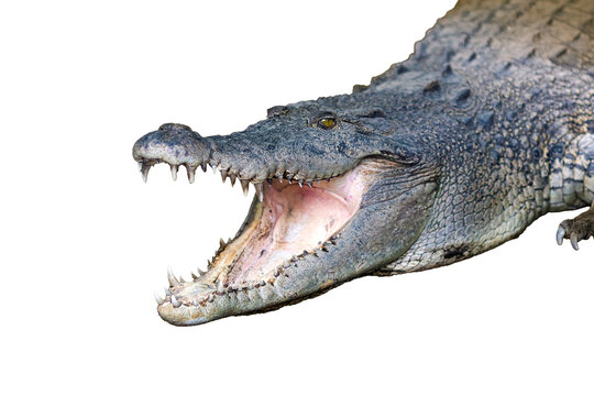 crocodile isolated on white background