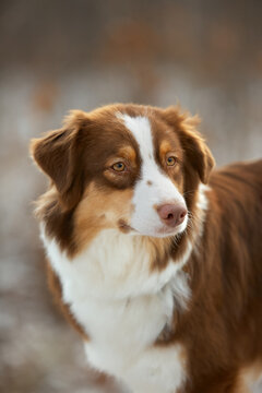 Australian Shepherd dog portrait. Purebred pet with expressive eyes looking into camera. Themes: loyalty, intelligence, companion, animal, dog, pet, nature, seasons, portrait