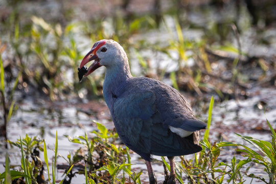 Fauna aviar en libertad en los parques nacionales de Nepal