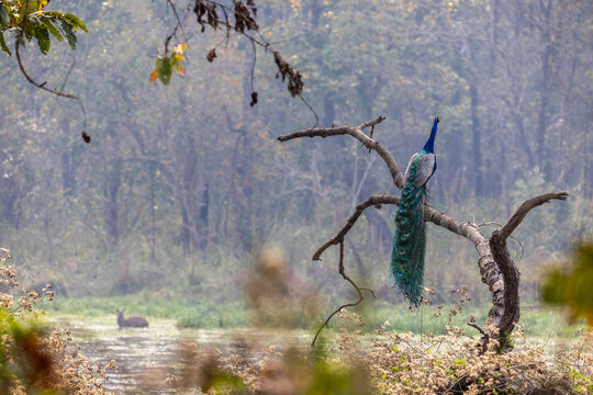 Fauna aviar en libertad en los parques nacionales de Nepal