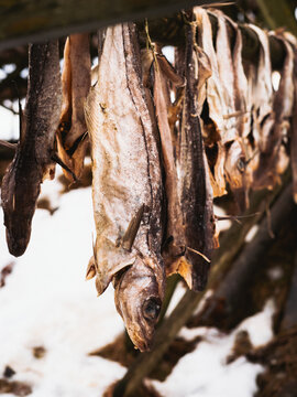 View of dried fish hanging from wooden racks, their papery skins catching the light against the snowy ground, evoking a sense of tradition, Henningsvaer, Nordland, Norway.
