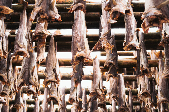 View of dried fish suspended on wooden racks, creating a textured canopy against the sky, a culinary tradition in Henningsvaer, Nordland, Norway.