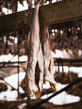 View of dried fish hang from a wooden beam, creating a stark contrast against the snowy ground, a scene of tradition and preservation, Henningsvaer, Nordland, Norway.