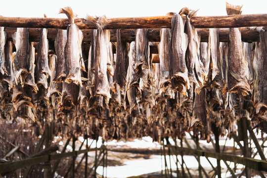 View of dried cod hang on wooden racks, their pale bodies against the stark sky, a testament to the traditional fishing industry, Henningsvaer, Nordland, Norway.