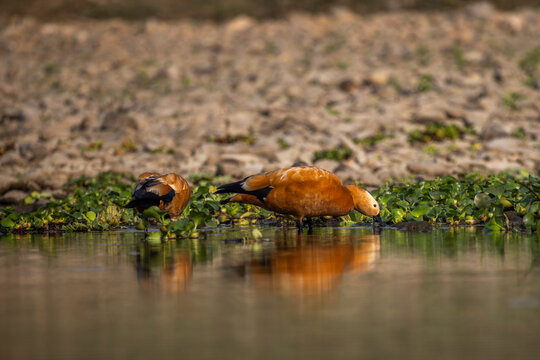 Fauna aviar en libertad en los parques nacionales de Nepal