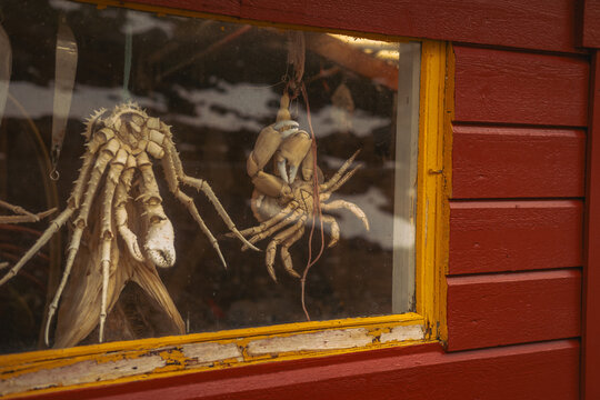 View of taxidermied creatures behind glass evoke a sense of wonder against the bold red building with contrasting yellow trim, Skjelfjorden, Nordland, Norway.