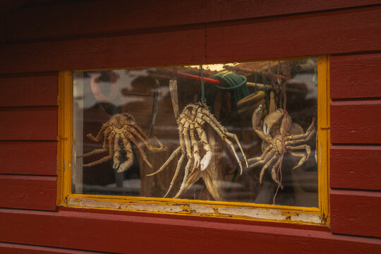 View of a window display of dried crabs suspended inside a red wooden building, a curious sight in Skjelfjorden, Nordland, Norway.