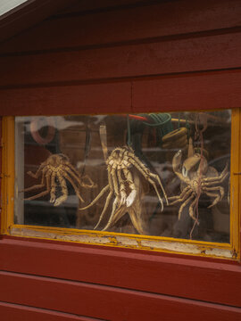 View of dried crabs eerily hanging from a window, a macabre display against the rustic charm of Skjelfjorden, Nordland, Norway.