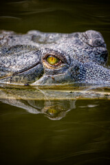 Fototapeta premium en el rio de chitwan nepal un pescador peculiar
