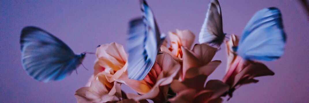Several pale blue butterflies hovering over pink flower petals in a macro close up shot for a dreamy nature documentary background with copy space and cinematic lighting
