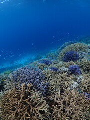 coral reef and diver © 真美子 上村