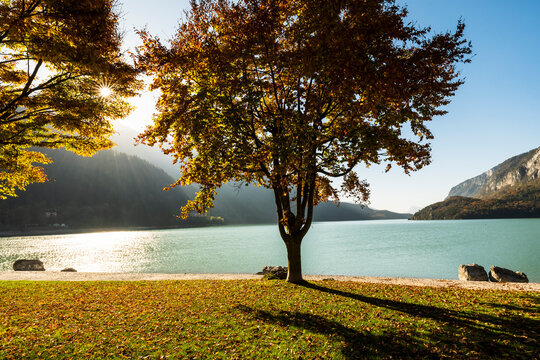 Travel, tourism: Autumn trees stand on the shore of  Molveno lake with mountains in the background, creating a scenic destination landscape at Molveno lake, Trentino, Italy.