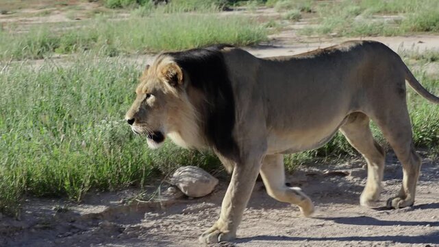  A mature dark-maned lion on the move