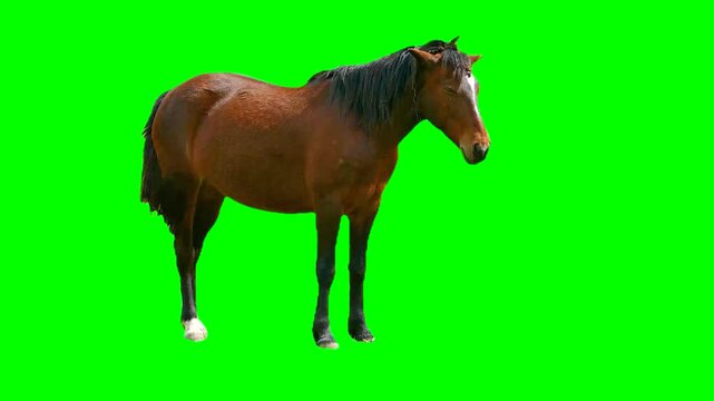 Horse isolated on green background screen