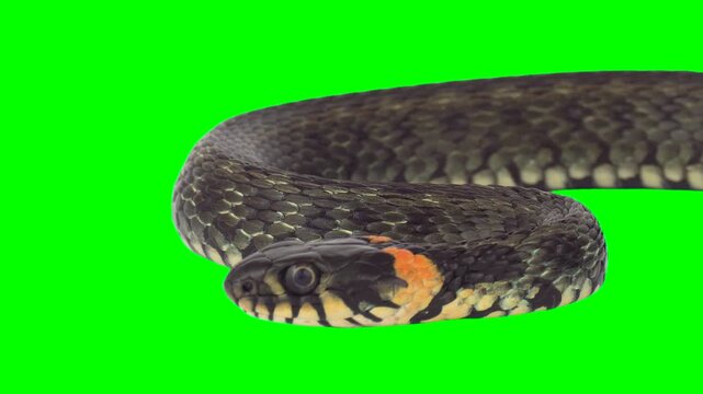 Snake isolated on green background screen