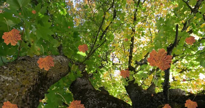 Animation of autumn leaves falling against low angle view of trees and sky