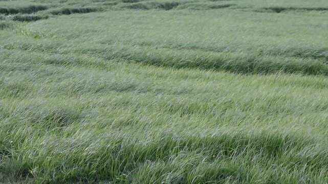Wind blowing through tall green grass in rolling meadow - nature footage