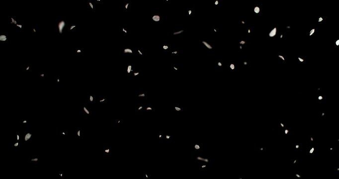 Super slow motion of white flower petals floating and falling on black background. Delicate particles drifting in the air create a soft, elegant and dreamy atmosphere.