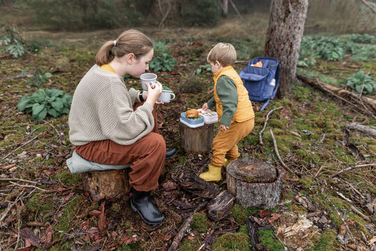 Picnic and mushroom picking in logged autumn forest with tree stumps