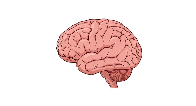 Anatomical illustration of human brain isolated on white background for science