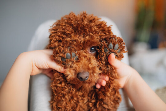 Cute poodle with paws covering face in close up funny portrait