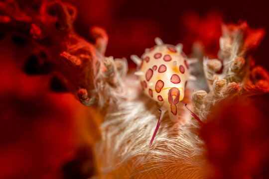 Juvenile egg cowrie Ovula ovum underwater macro in Lembeh Strait Indonesia