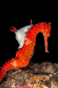 Seahorse with phyllodesmium poindimei nudibranch in Lembeh Strait Indonesia