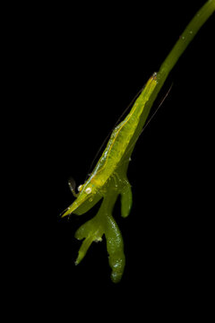 Big nose seagrass shrimp Latreutes pymoeus in Lembeh Strait Indonesia