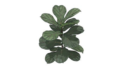 Fototapeta premium Isolated fiddle leaf fig plant with lush green leaves on white background