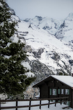 View of a quaint chalet nestled against a backdrop of snow-laden mountains, with a towering evergreen adding depth to the serene winter landscape, Murren, Switzerland.
