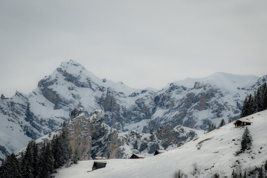 View of snow-capped peaks rise majestically against a pale sky, rustic wooden chalets dot the snowy slopes, and dark green fir trees stand guard in Murren, Switzerland.