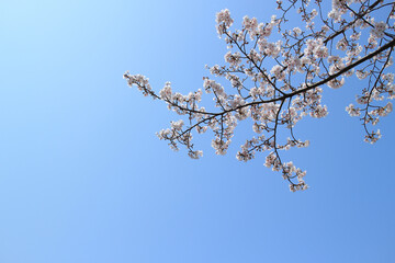 桜 花 春 青空 背景