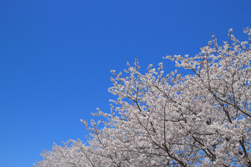 桜 花 春 青空 背景