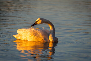 Trumpeter swan swimming in golden sunset light at LaSalle Park, Burlington, Ontario, Canada. © Teresa