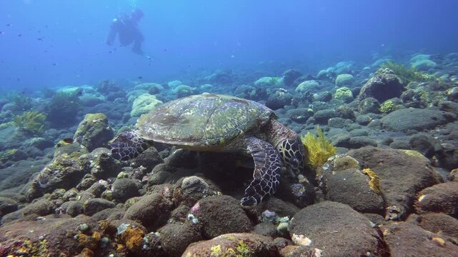 Hawksbill Sea Turtle, Eretmochelys imbricata, feeding on a reef with a diver behind