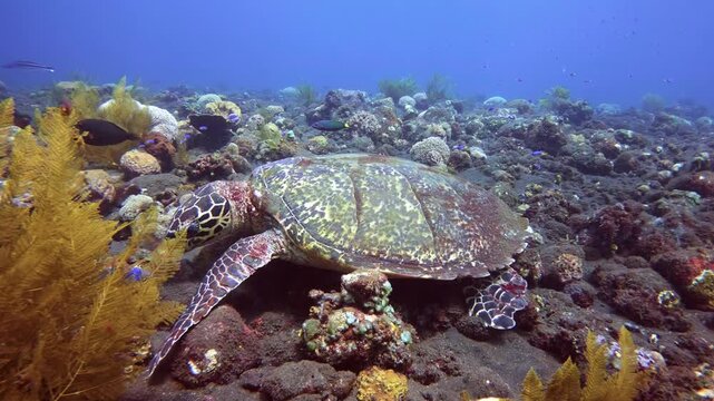 Hawksbill Sea Turtle, Eretmochelys imbricata, feeding on a vibrant tropical reef