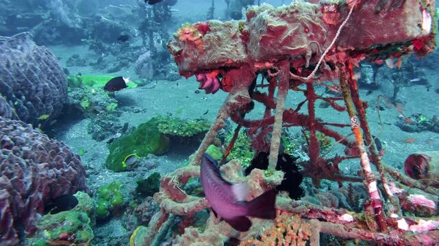 Giant Barrel Sponges, Xestospongia muta, on a tropical reef with schooling fish