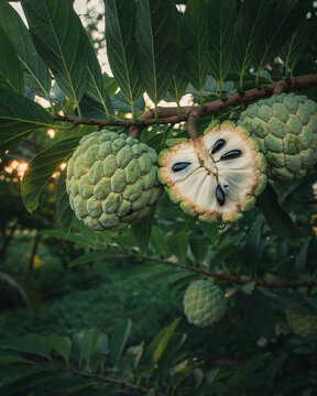 Sugar Apple (Annona squamosa) &ndash; On Tree.