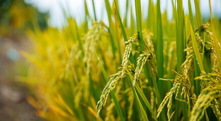 Fototapeta premium Lush green rice fields in vietnam highlighting harvest season