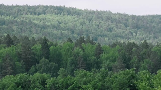 Southern Urals in summer: forest along the banks of the Yuryuzan mountain river.