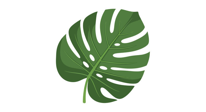 Large Green Monstera Leaf Closeup.