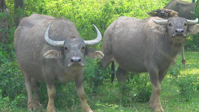 Young Indian water buffaloes. Vietnam