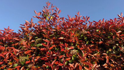 Vibrant red photinia hedge leaves glowing under bright warm sunlight