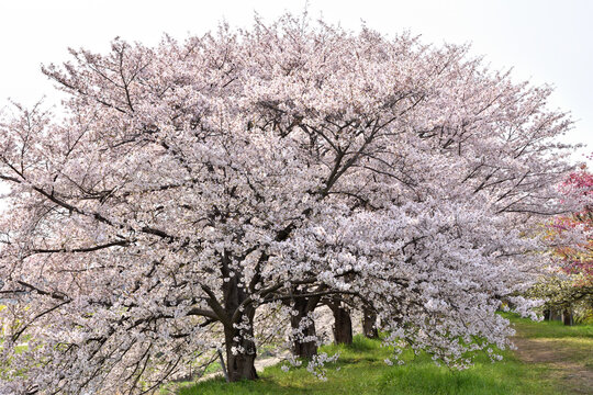 桂の背割の桜