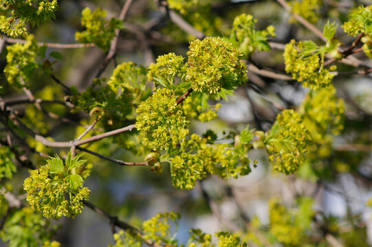 flowering maple branches in spring