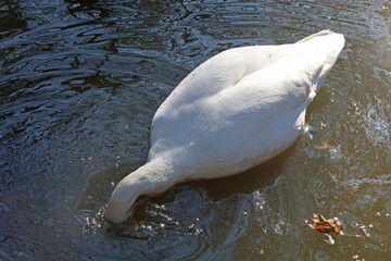 Obraz premium Swan Feeding Underwater in Serene Pond Environment for Nature Photography